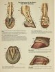 The Anatomy of the Horse - The Foot
