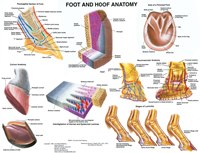 Fore Limb Anatomy Chart